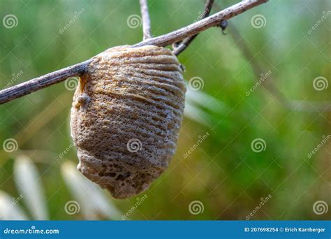 Praying Mantis Cocoon