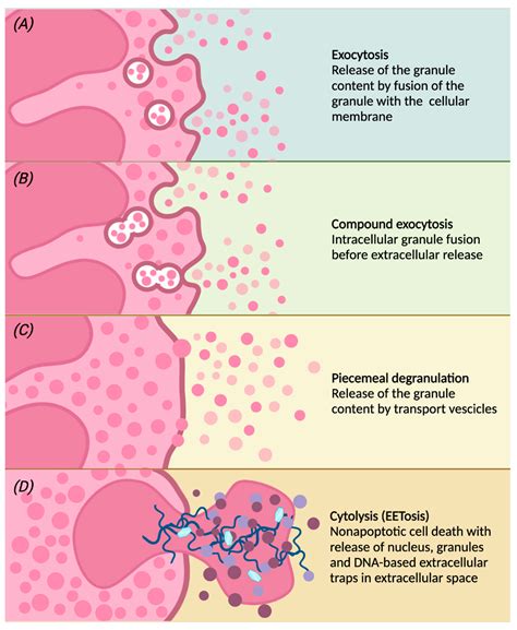 Normal Count Of Eosinophils