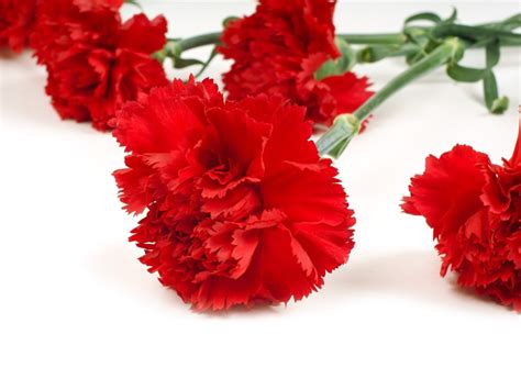 History Of Carnation Day And The Red Carnation Flower