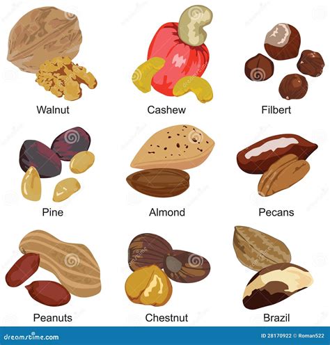 Nut Different Types Of Nuts at Martha Holt blog