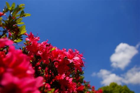 Image result for Distinct SQL Query
