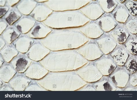 Image result for Python Skin