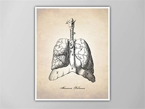 Buy Human Anatomy Lungs Art Print, Medical Illustration Lungs, Medical ...