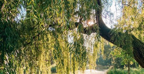 willow tree quotes