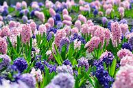 Image result for Bouquet Flowers for Easter