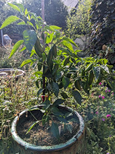 How to grow jalapeno peppers from seeds – Sandia Seed Company