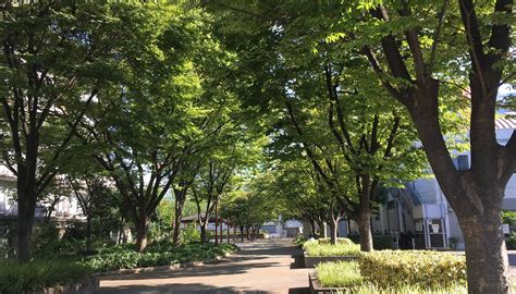 NAKATSU CENTRAL PARK (2026) All You Need to Know BEFORE You Go (with ...