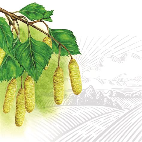 Birch buds: healing properties, use for diseases and cooking recipes