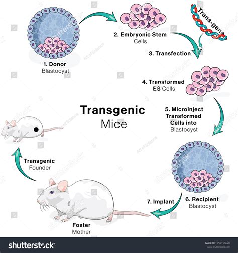 Illustration Genetic Engineering Transgenic Mouse Production Stock ...