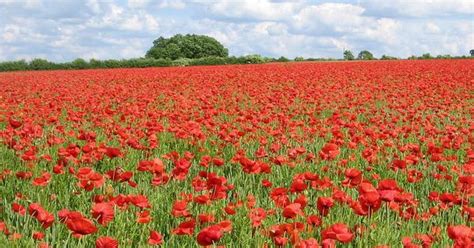 Why cancer patients are cheering a recent change in the narcotics law