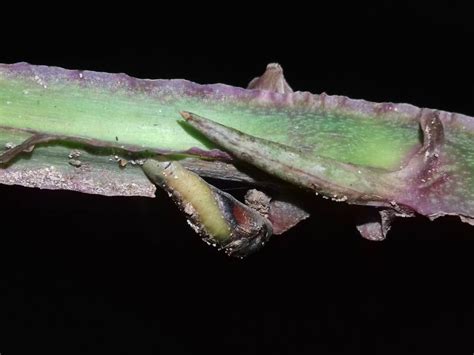 Loxura atymnus atymnus | Butterfly