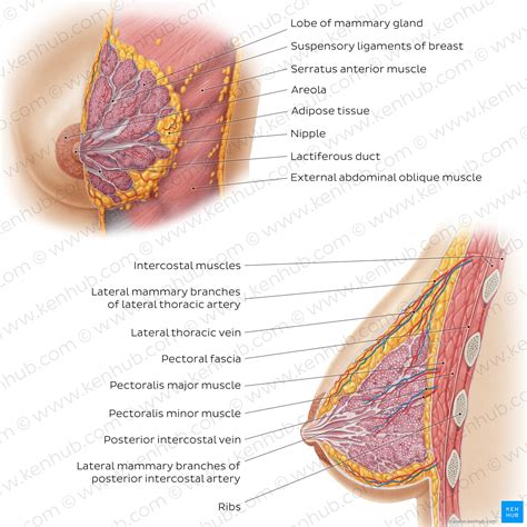 The Breast Anatomy at Conrad Williams blog