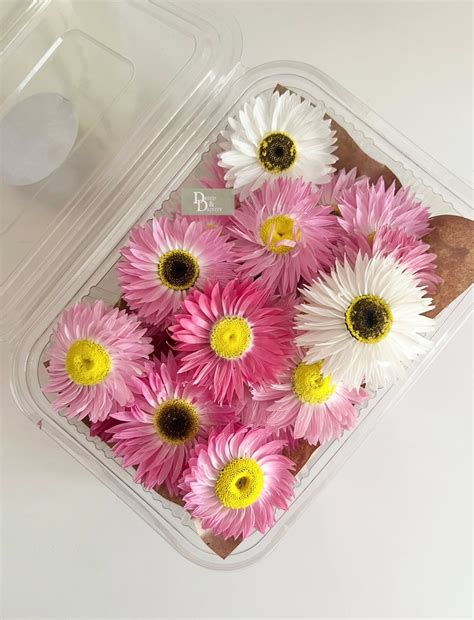 Dried Paper Daisy box – DRIED&DAINTY