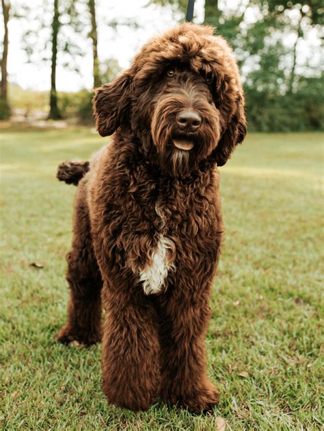 At What Age Is A Schnoodle Full Grown