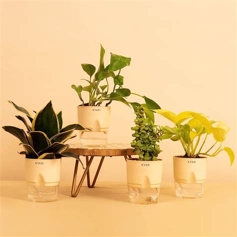 KYARI Money Variegated, Golden Money, Snake Golden & Jade Combo of 4 ...
