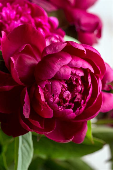 Image result for Popular Spring Flowers