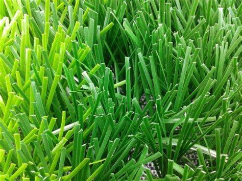 草坪成活率如何提高草皮怎么铺种_湖北绿如意草坪园艺基地