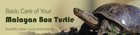 Image result for malayan box turtle setup