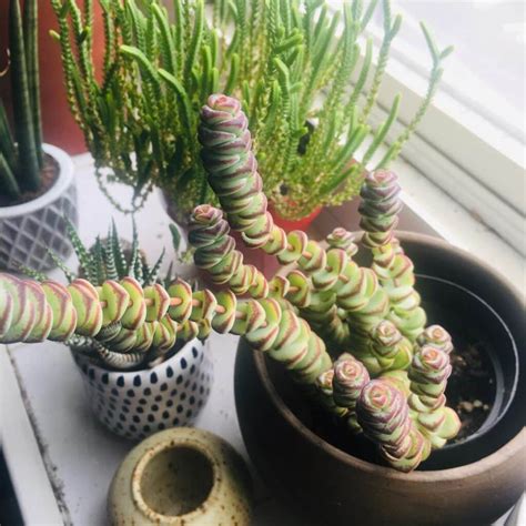 The Ultimate Guide To Hanging Succulent Plants