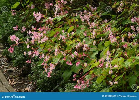 Hardy Begonia Begonia Grandis Flowers. Stock Image - Image of green ...
