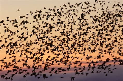 Return of the godwit | New Zealand Geographic