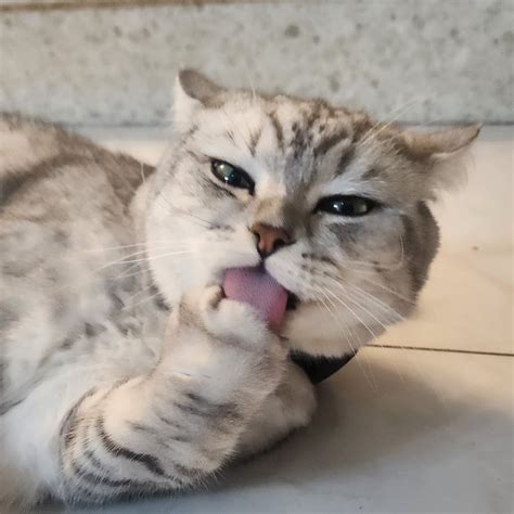 Image result for Spoderman Voice Trolling