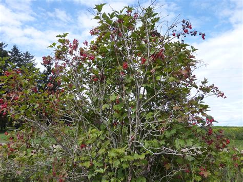 Where Do Cranberries Grow From at Carisa Macaulay blog