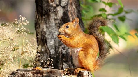 Gilhari Aka Squirrel At Home| घर में गिलहरी के आने से क्या होता है ...