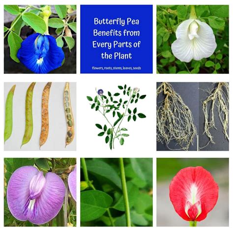 Butterfly Pea Benefits Research at Lillie Authement blog