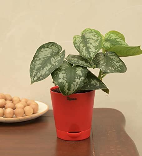 Root Bridges Indoor Satin Money Plant (Pot included) : Amazon.in ...