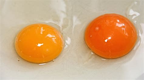 Natural Egg Yolk Color at Charles Bennett blog