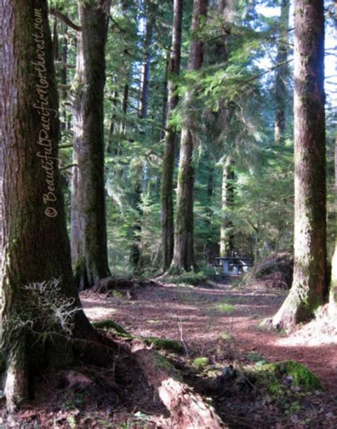 Bogachiel State Park, forks, United States Of America - Top Attractions ...