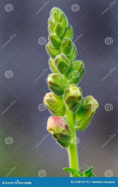 Antirrhinum Snapdragon Flower Bud Stock Image - Image of bokeh, nice ...