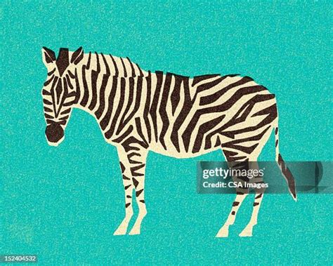 Image result for Zebra Front View
