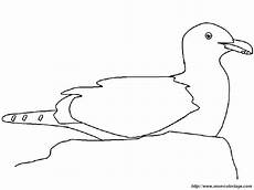 disegno gabbiano colorare uccello disegno gabbiano disegno gabbiano colorare uccello disegno gabbiano