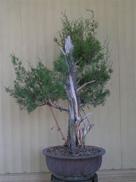 Chokkan California Juniper, 2003 and now. : r/Bonsai