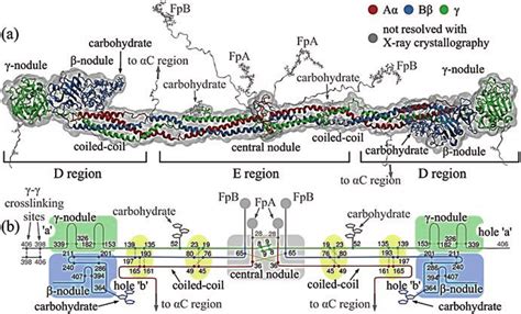 Image result for Fibrinogen Structure