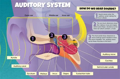 Process Models of the Auditory System 的图像结果