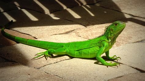 What to Do if You Find Iguana Poop in Your Pool – Iguana Removal 305
