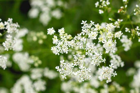 Poison Hemlock Images
