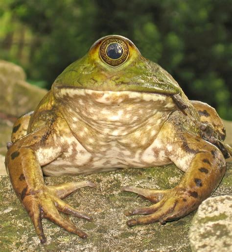 Image result for Mutant Animals