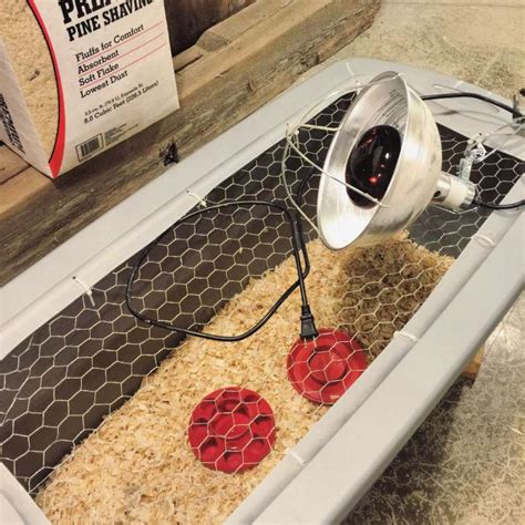 Image result for Making a Chick Brooder