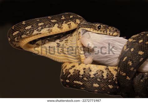 Image result for Diamond Python Reproduction