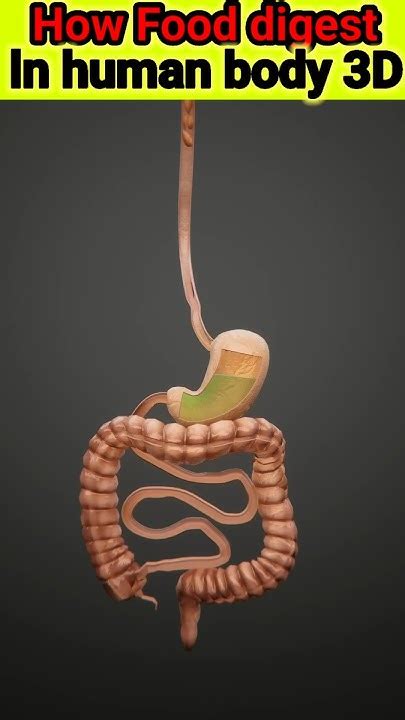 Belly Digesting People 的图像结果