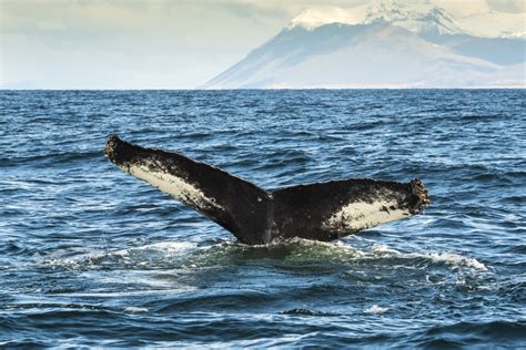 Iceland Whale Watching