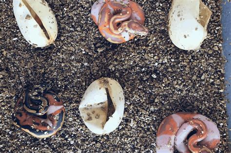 Ball Python Eggs 的图像结果