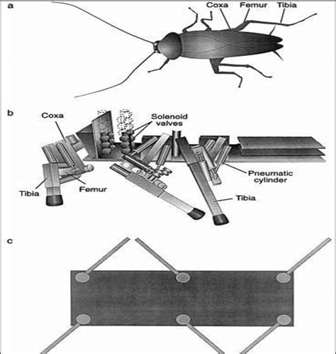 Image result for Cockroach Legs