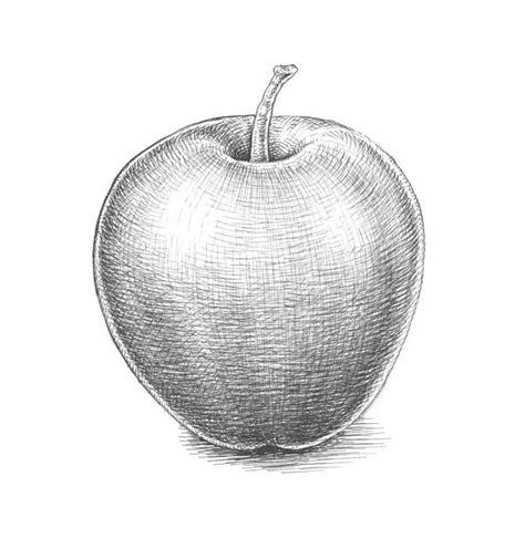 apple drawing cross hatching