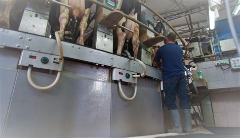 Home - Allflex Livestock Intelligence India