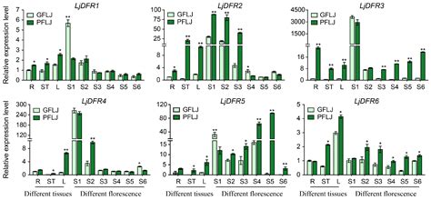 Genome-Wide Identification of the DFR Gene Family in Lonicera japonica ...